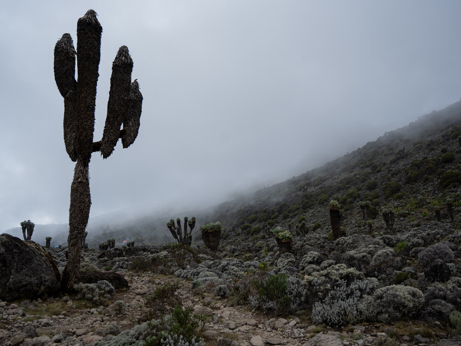Misty alpine moorland on Kilimanjaro.