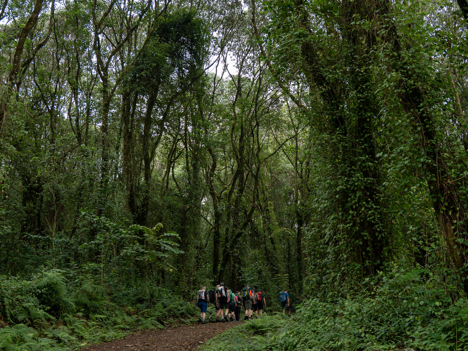 Trekkers walking through Kilimanjaro rainforest.