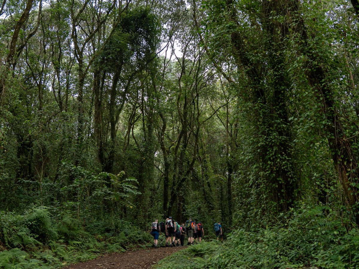 Trekkers walking through Kilimanjaro rainforest.