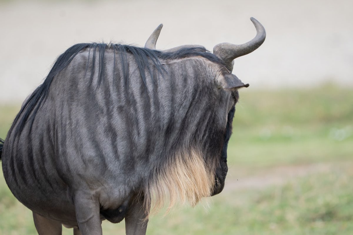 A wildebeest standing on the migration plains.