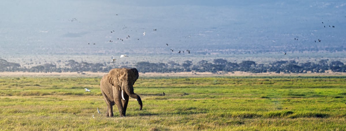 An elephant moving through open green woodland.
