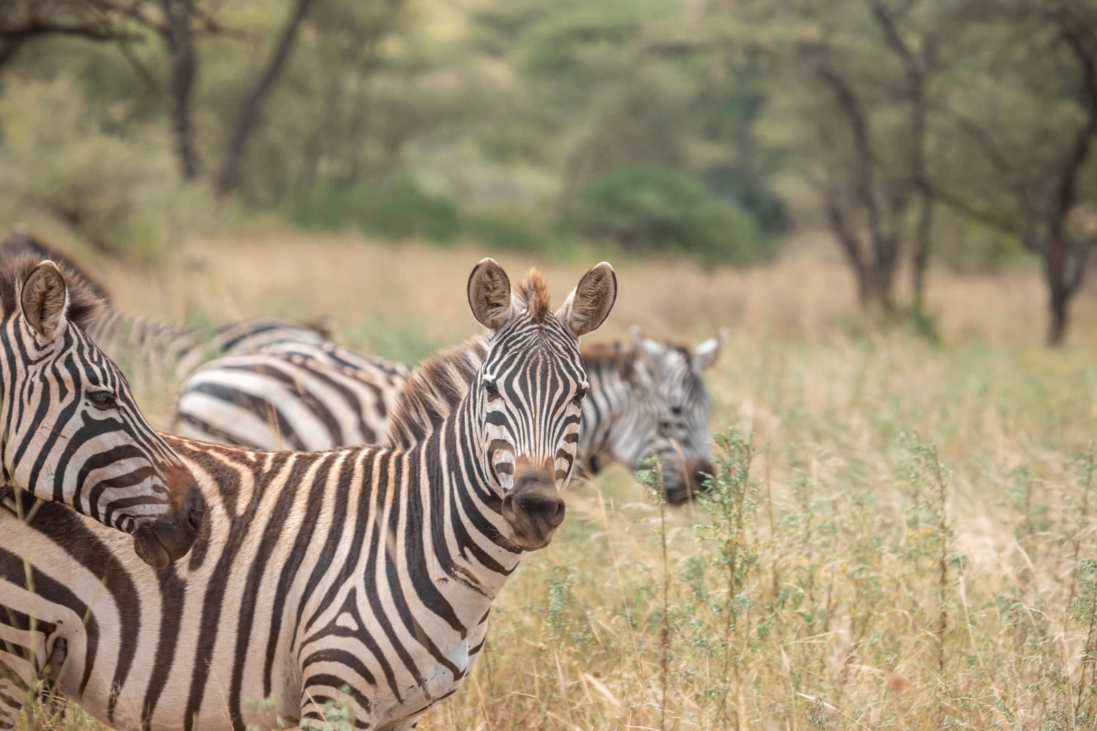 A zebra family moving through the grass.