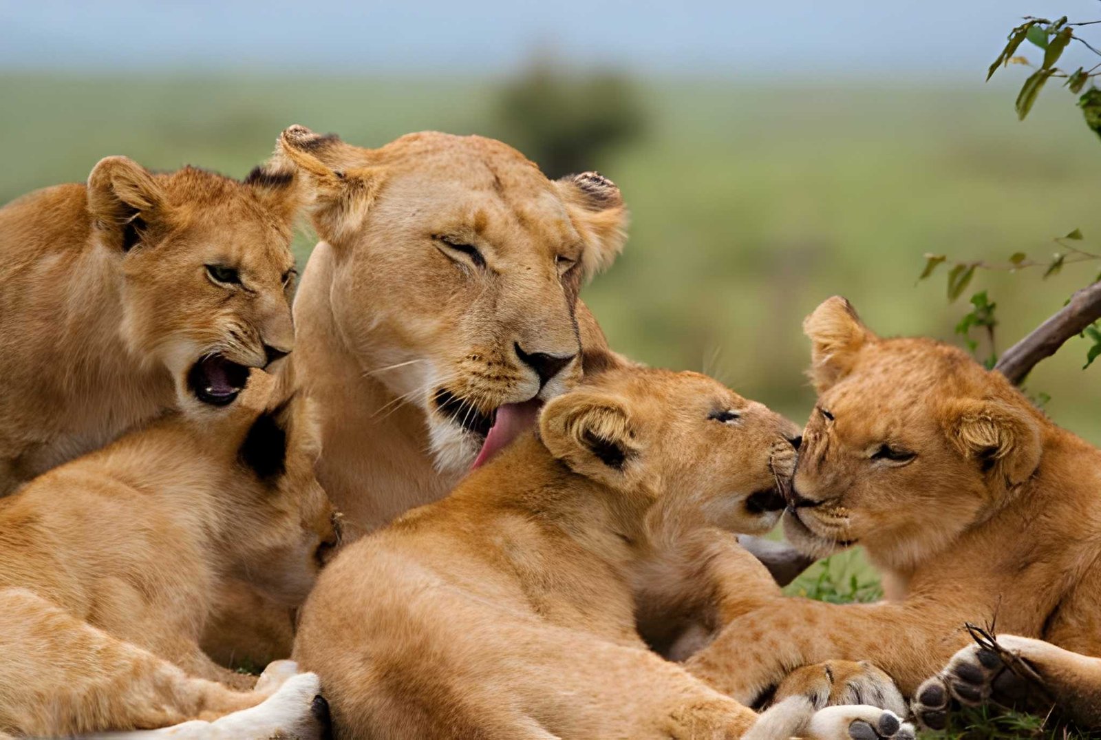 A lioness and cubs resting together in the grass.