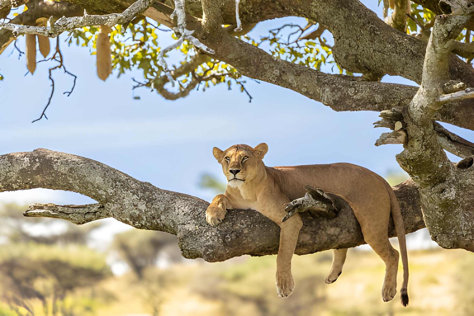 A lion resting in the branches of an acacia tree.