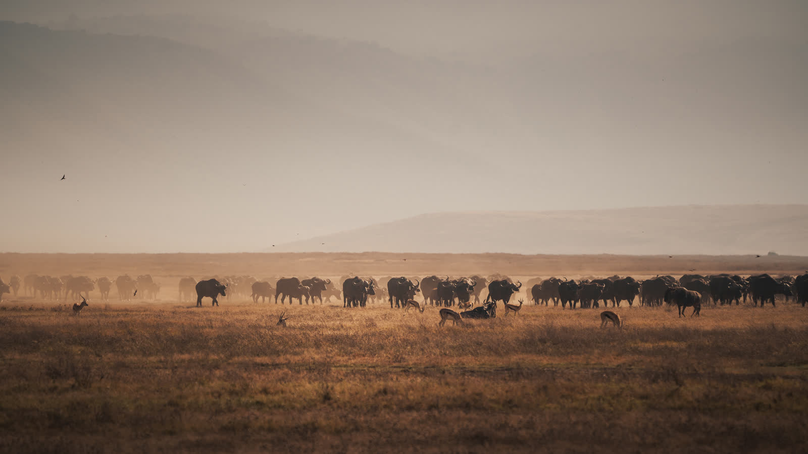 A buffalo herd grazing in Ngorongoro.