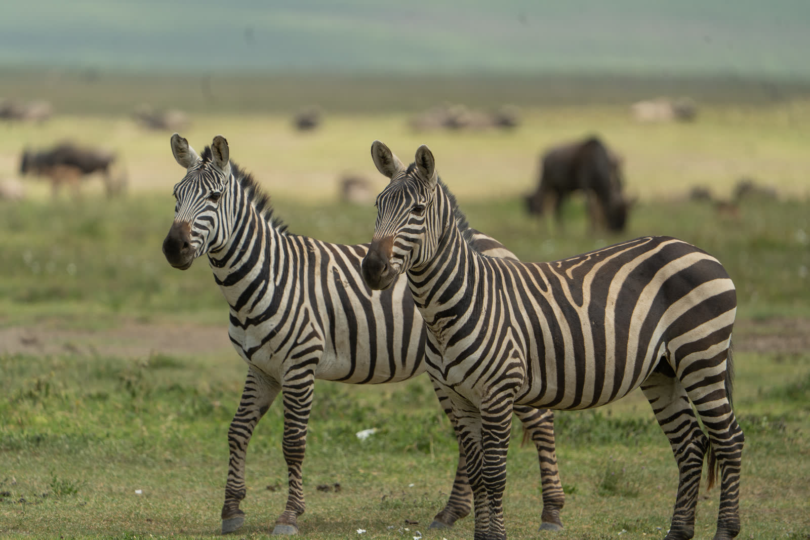 Zebras grazing in the Ngorongoro landscape.