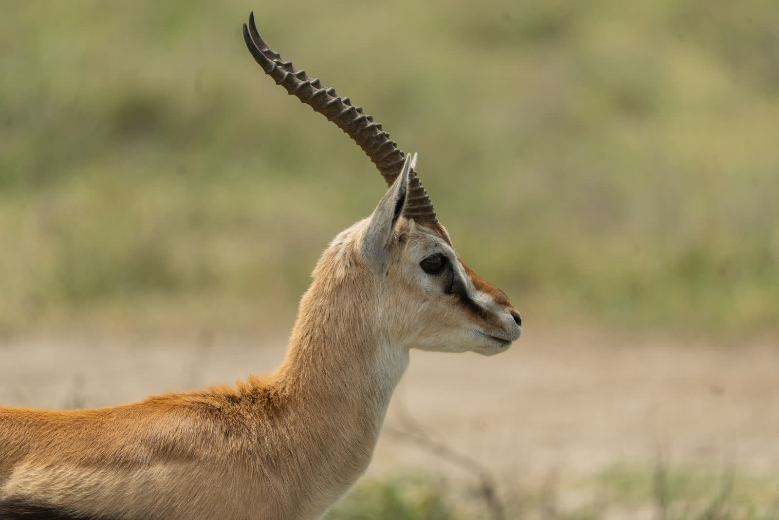 An antelope standing in the Serengeti grassland.