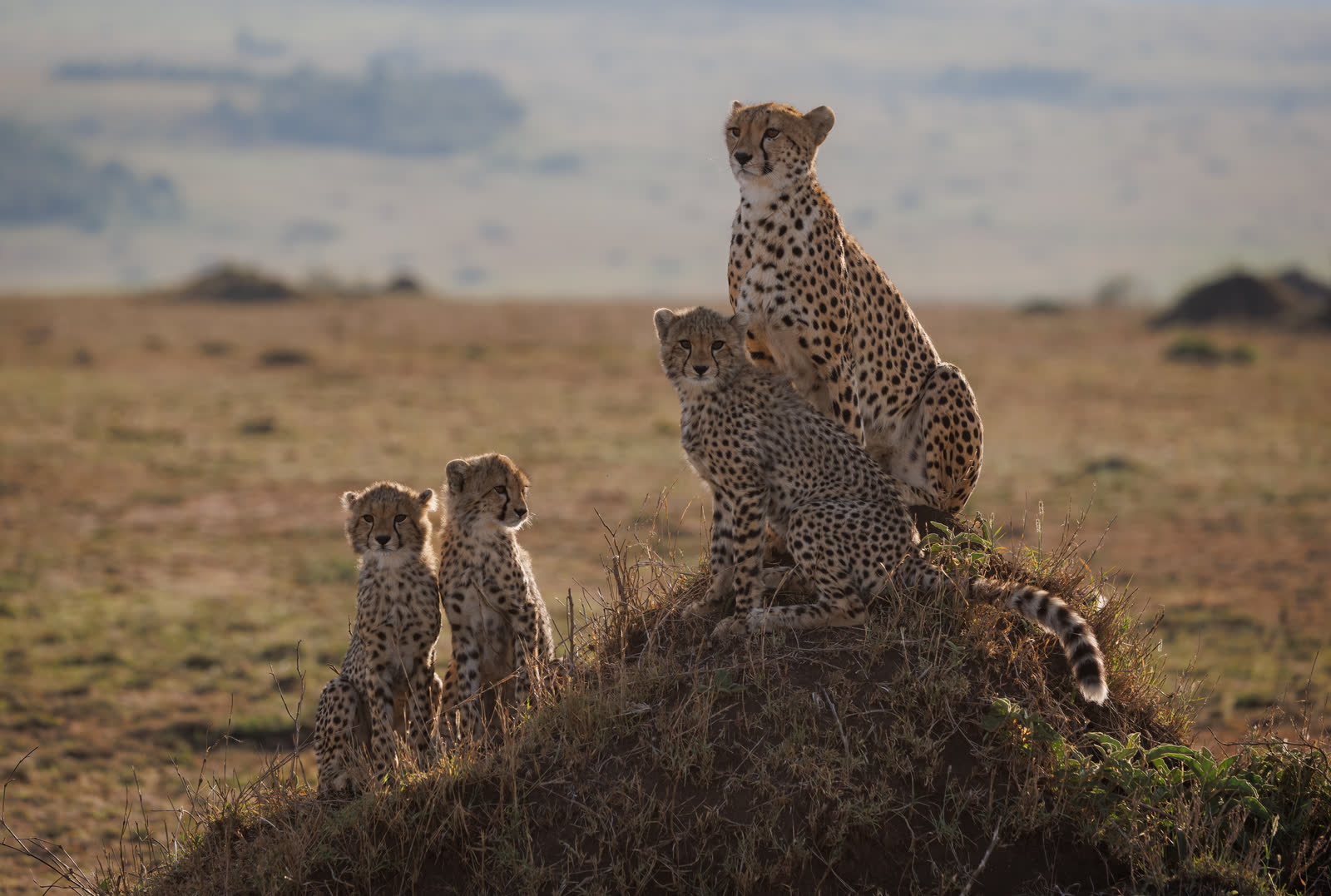 A cheetah family watching the Serengeti plains.