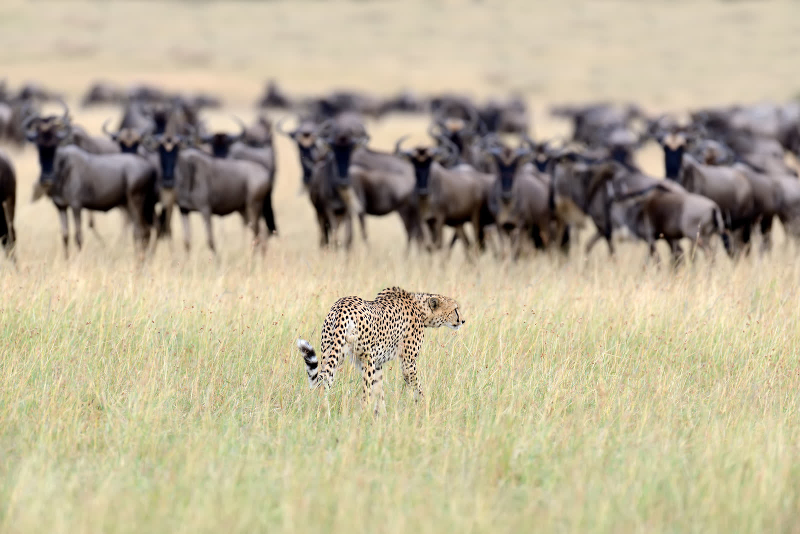 A cheetah moving through a wildebeest-filled savannah.