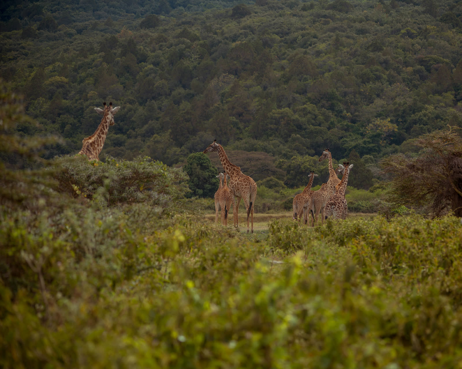 Giraffes moving through Tanzania grassland.