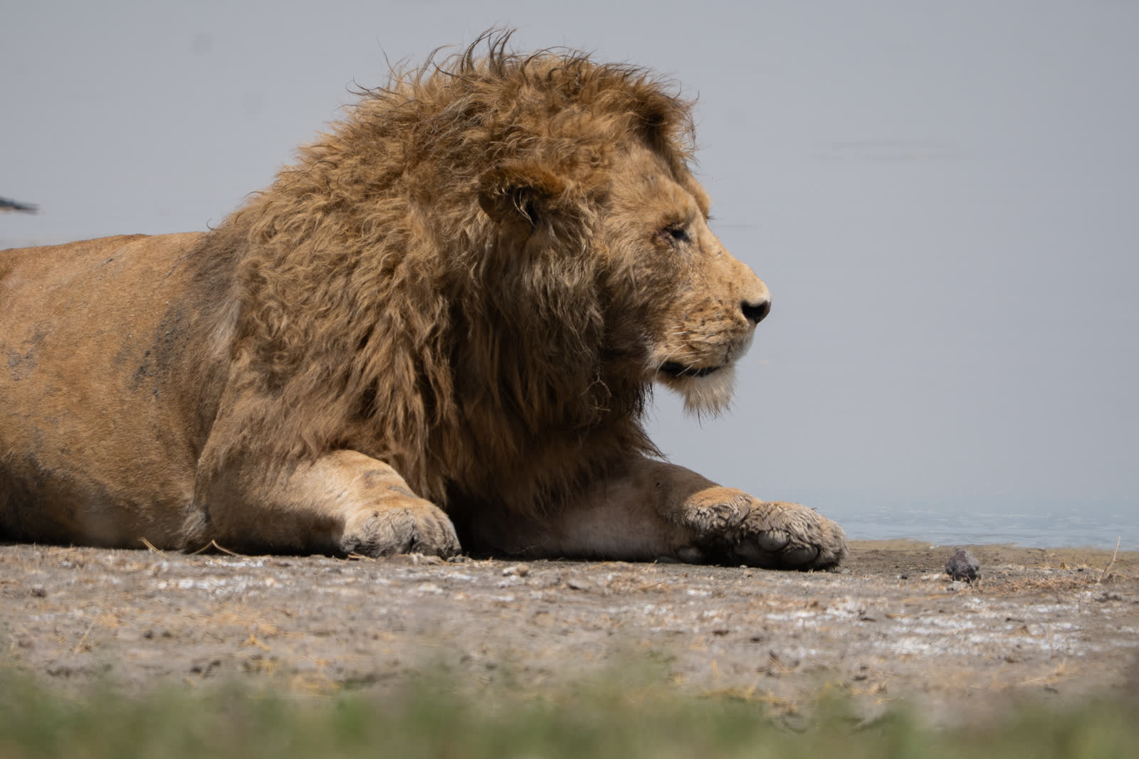 A lion resting in the Serengeti.