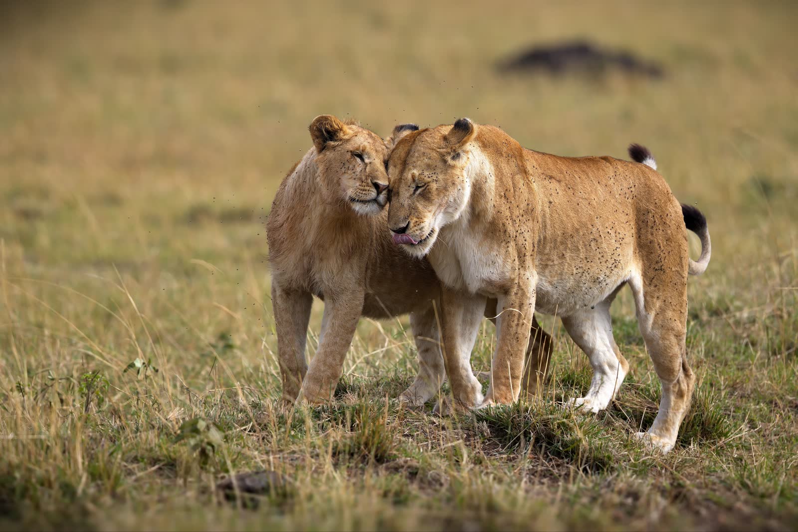 Lionesses moving through the savannah.