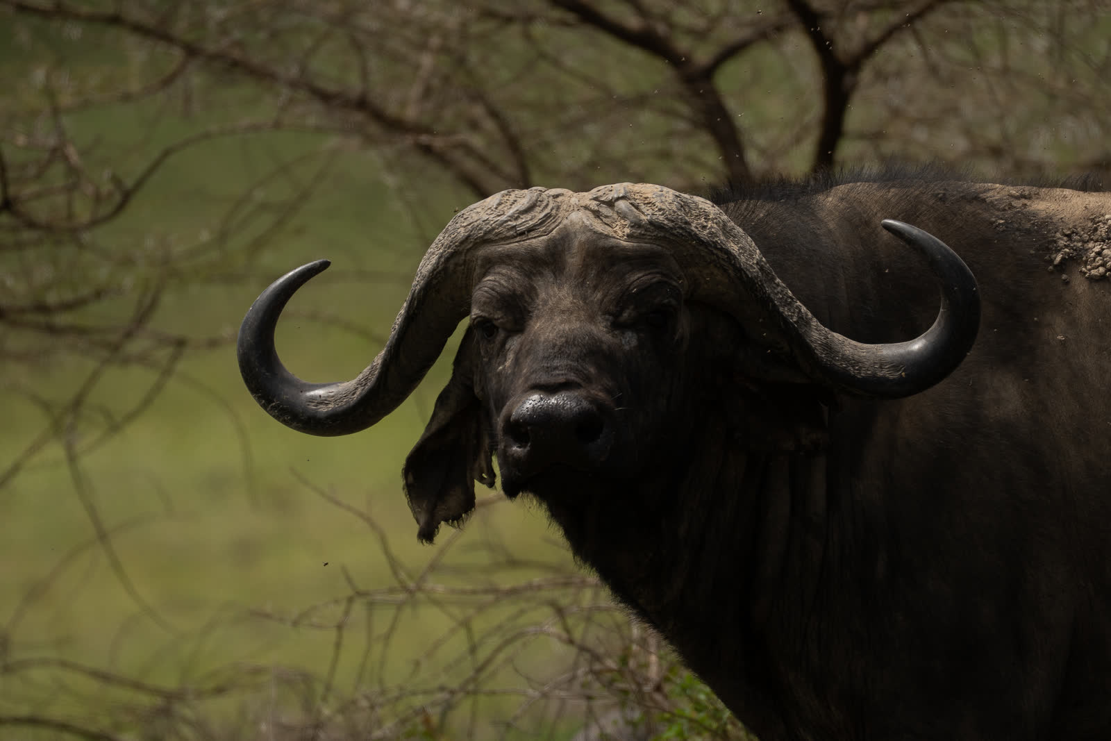 An African buffalo in Tanzania woodland.