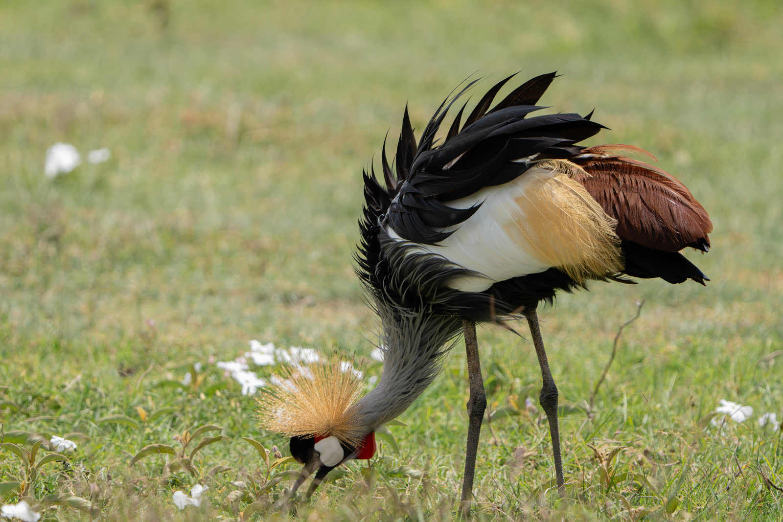 A crowned crane in Tanzania wetland country.