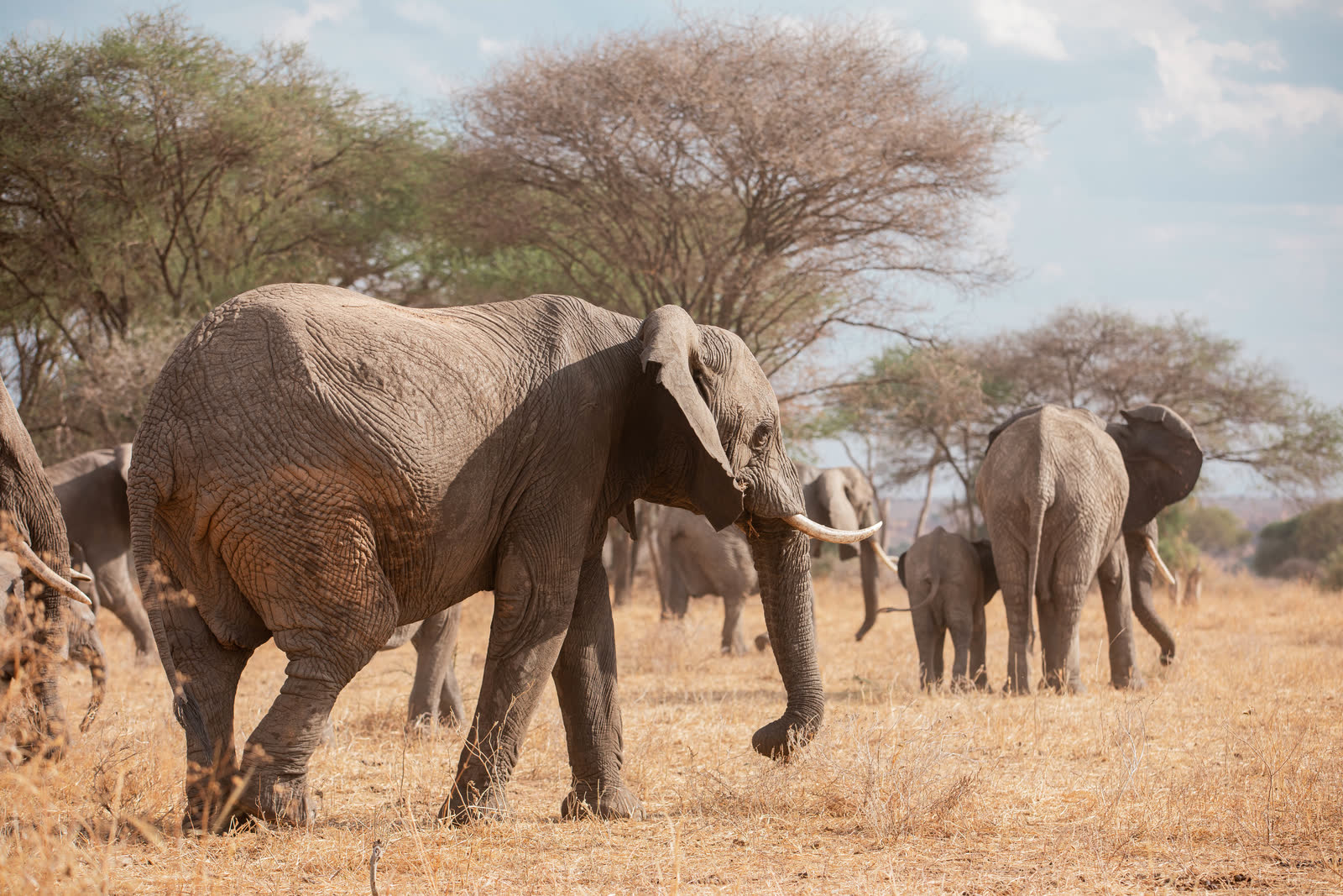 Elephants moving through dry Tarangire grassland.