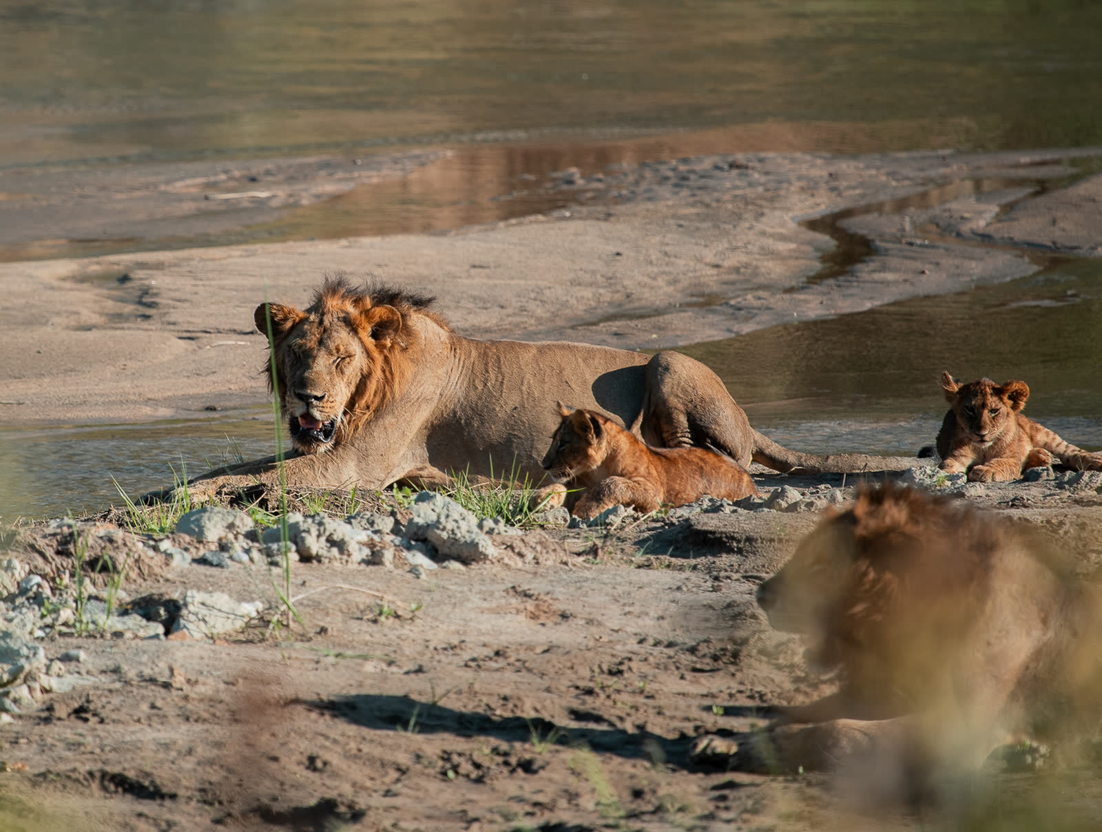 Lions resting beside water in Tarangire.