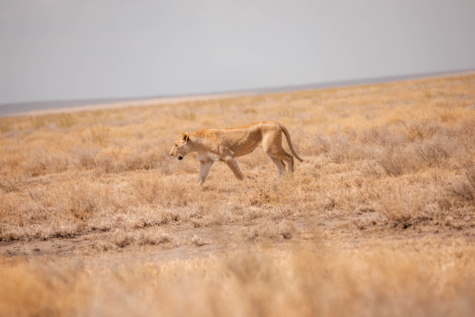 Wild dogs crossing open safari country.